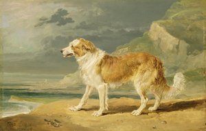 Collie de pelo áspero, 1809